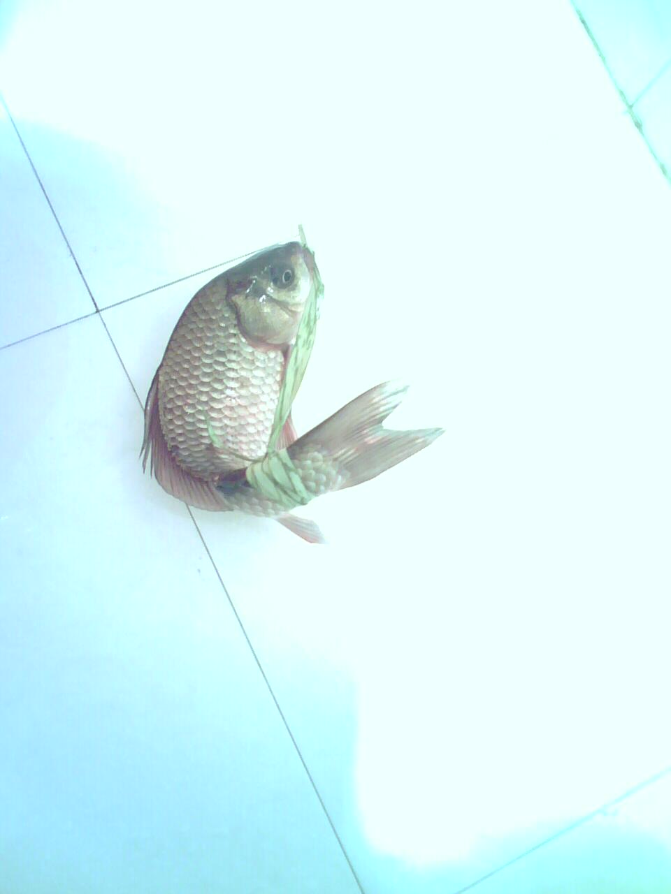  p>大理弓鱼俗称细鳞鱼,分布于云南洱海流域,牛栏江流域,是国家 a