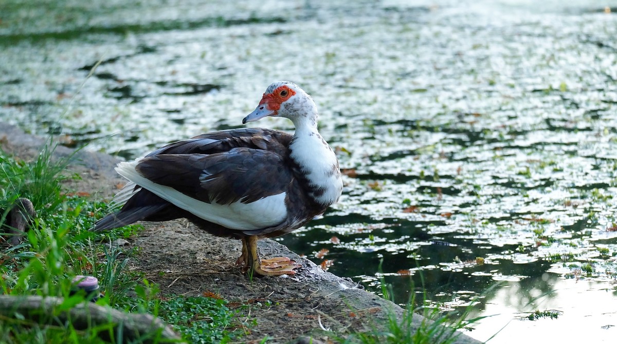  p>美洲雁,又称美洲香醇,原产于南美洲,学名香鹁,属珍禽类具有一定的