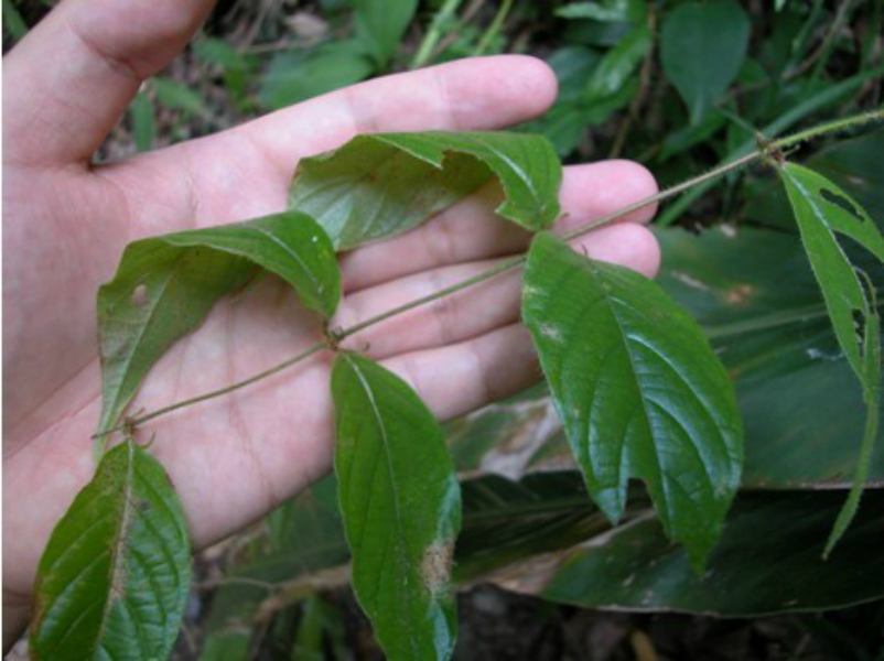  p>半边风即 a target="_blank" href="/item/蕈树/1710433" data