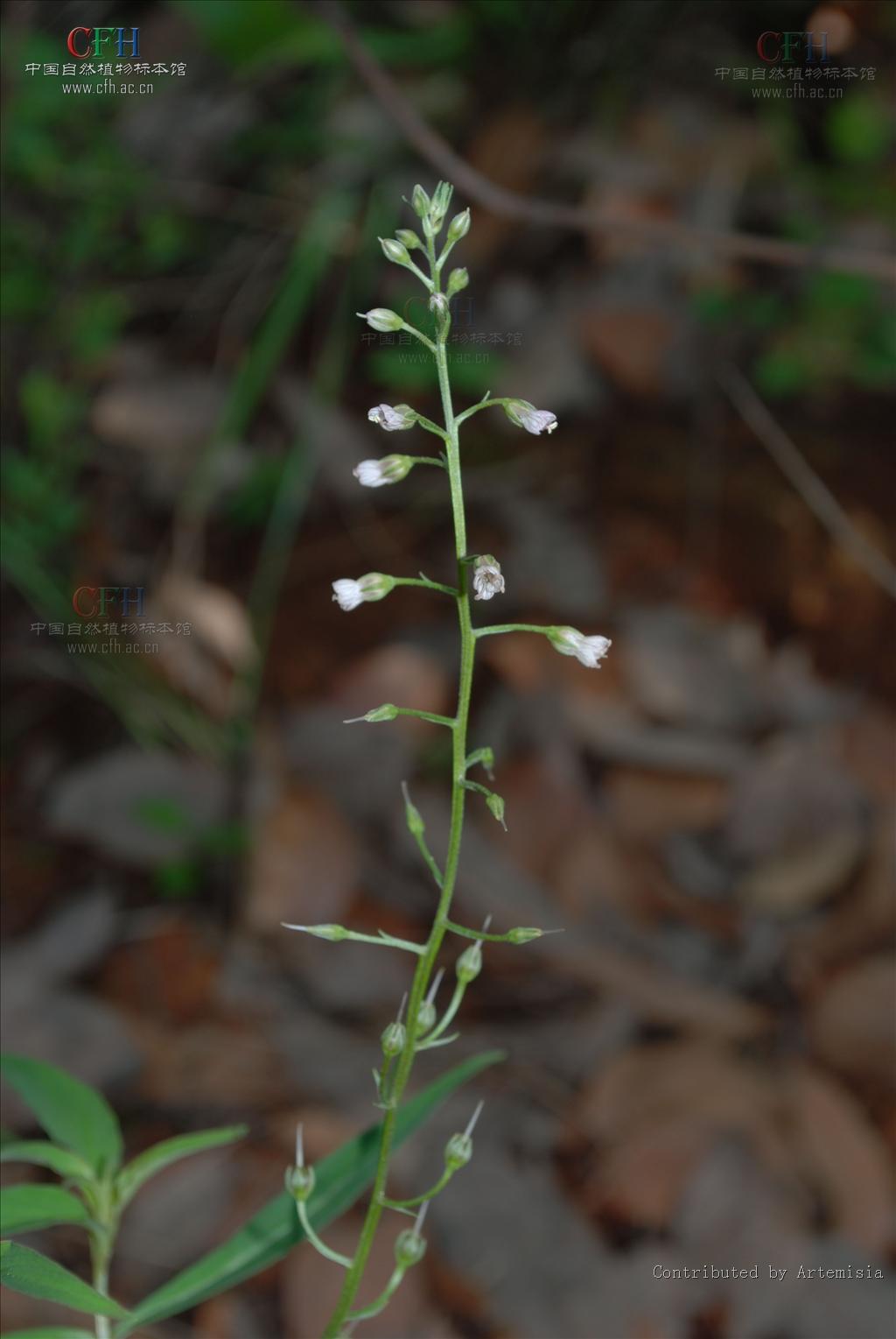 云贵腺药珍珠菜