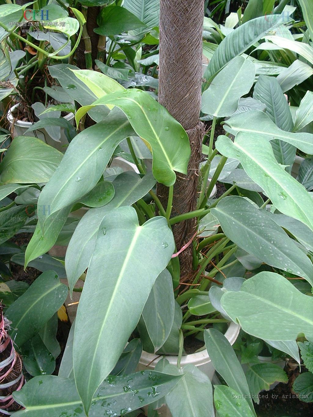  p>麒麟叶属, a href="#" data-lemmaid="6721720">天南星科 /a>, a