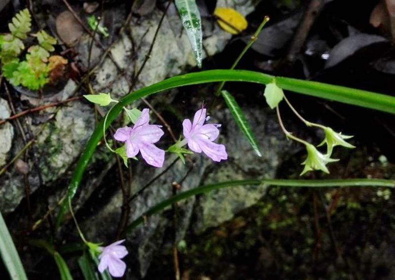 四棱草属 a target="_blank" href="/item/草本">草本 /a>植物