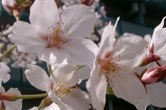  p>东京樱花(学名: i> /i> i>cerasus yedoensis /i>  (matsum.