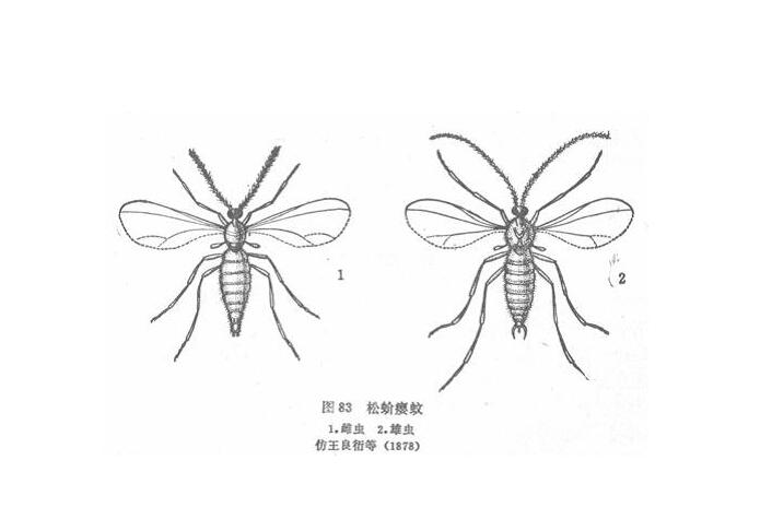 href="#" data-lemmaid="1622398">节肢动物门 /a>(arthropoda),六足