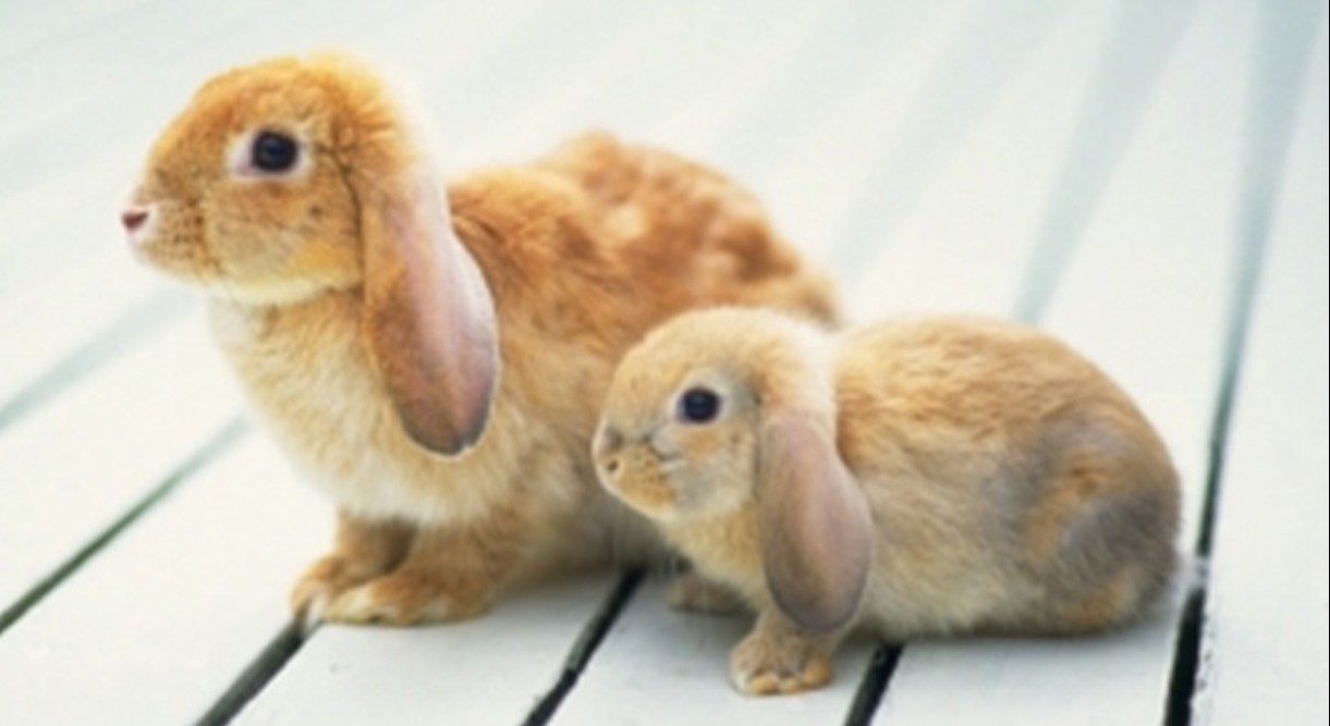  p>水兔是兔科,兔属,哺乳纲的一种 a href="#" data-lemmaid="216062"