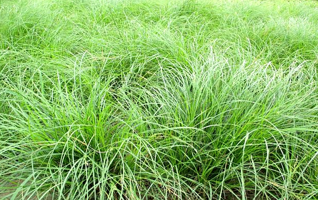  p>细叶薹草(学名: i>carex duriuscula /i> subsp.