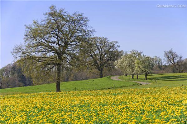  p>夏栎(学名: i>quercus robur /i> l.