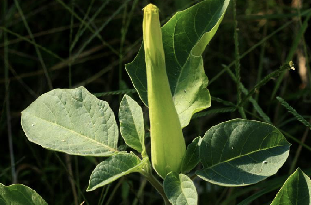  p>毛曼陀罗(学名: i>datura innoxia /i> mill.)是茄科曼陀罗属植物.