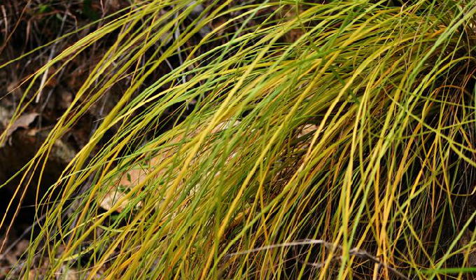  p>拟金茅属, a target="_blank" href="/item/禾本科">禾本科 /a>