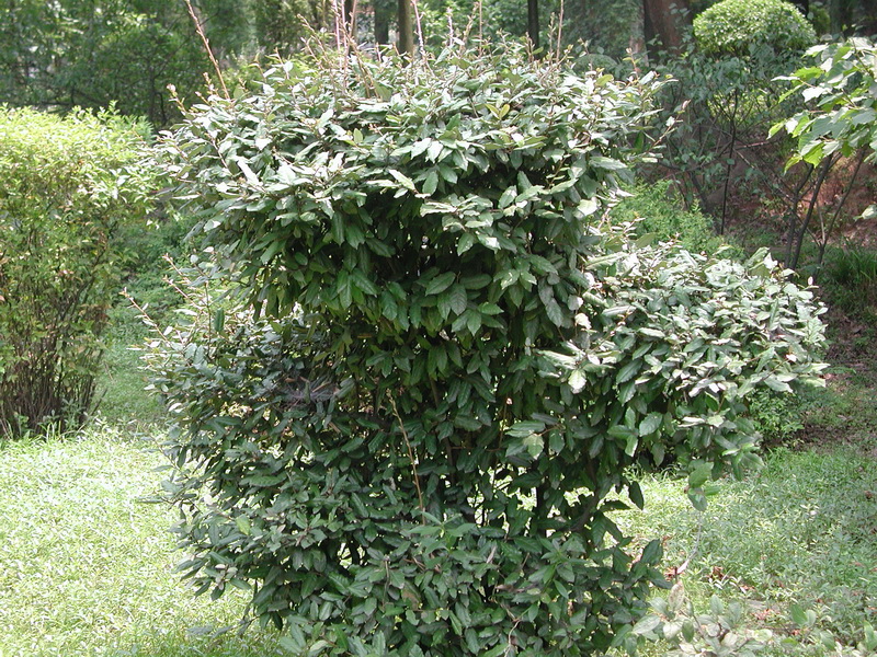  p>胡颓子,别名:蒲颓子,半含春,卢都子,雀儿酥,甜棒子,牛奶子根,石