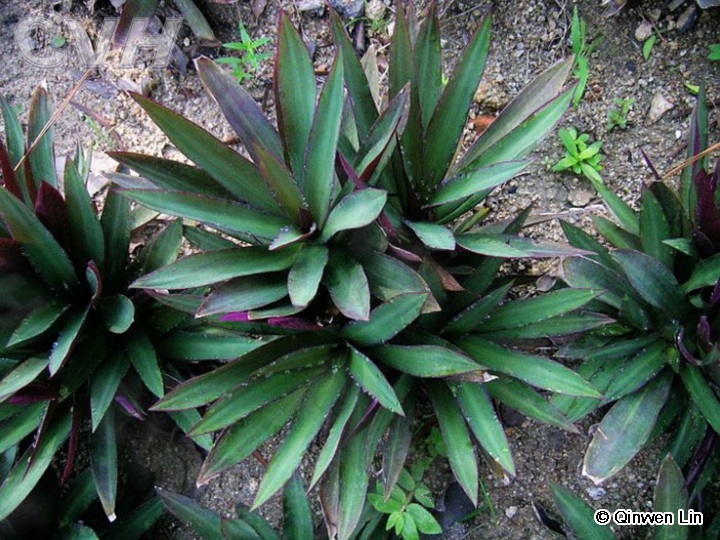  a href="#" data-lemmaid="10459628">蝎尾状聚伞花序 /a>有花数朵