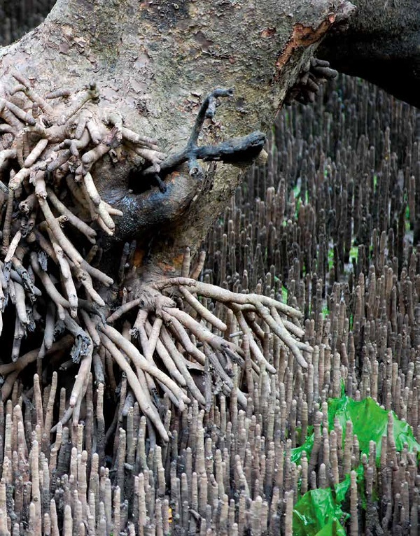 root 或 pneumatophore)是 a target="_blank" href="/item/变态根