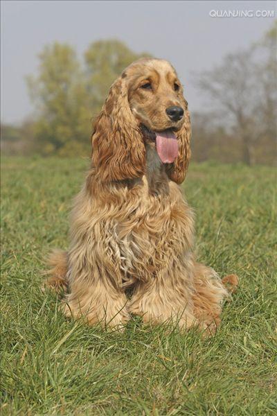 english cocker spaniel)又称 a href="#">确架獚 /a>, a href="#"