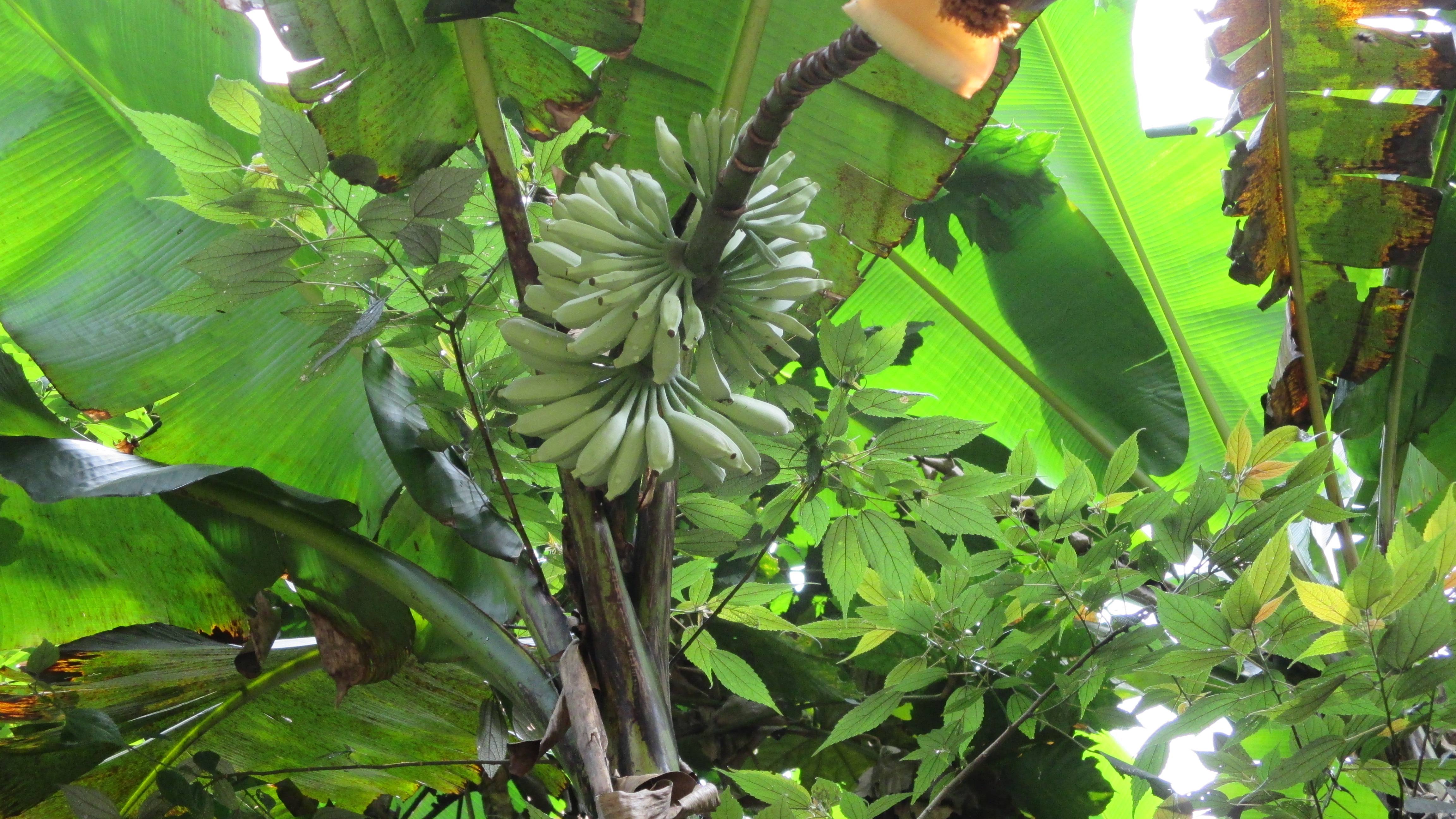  p>芭蕉(学名: i>musa basjoo /i> siebold)是芭蕉科,芭蕉属多年生