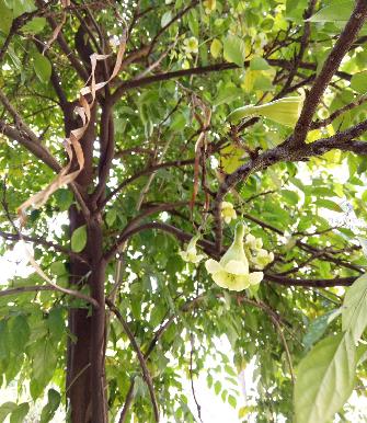  p>海南菜豆树(学名: i>radermachera hainanensis /i> merr.