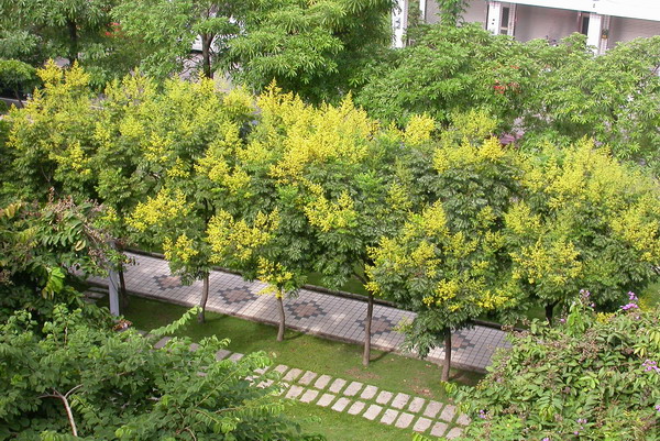  p data-id="gnt71rfnr6">栾树( i>koelreuteria paniculata /i>)