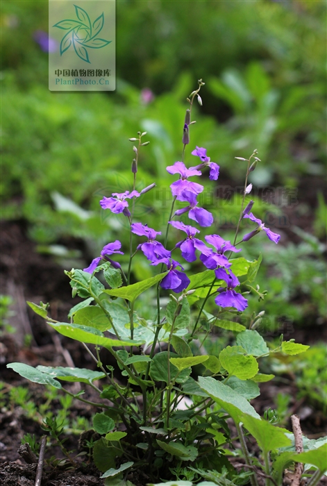  p>缺刻叶诸葛菜,十字花科, a target="_blank" href="/item/诸葛菜属