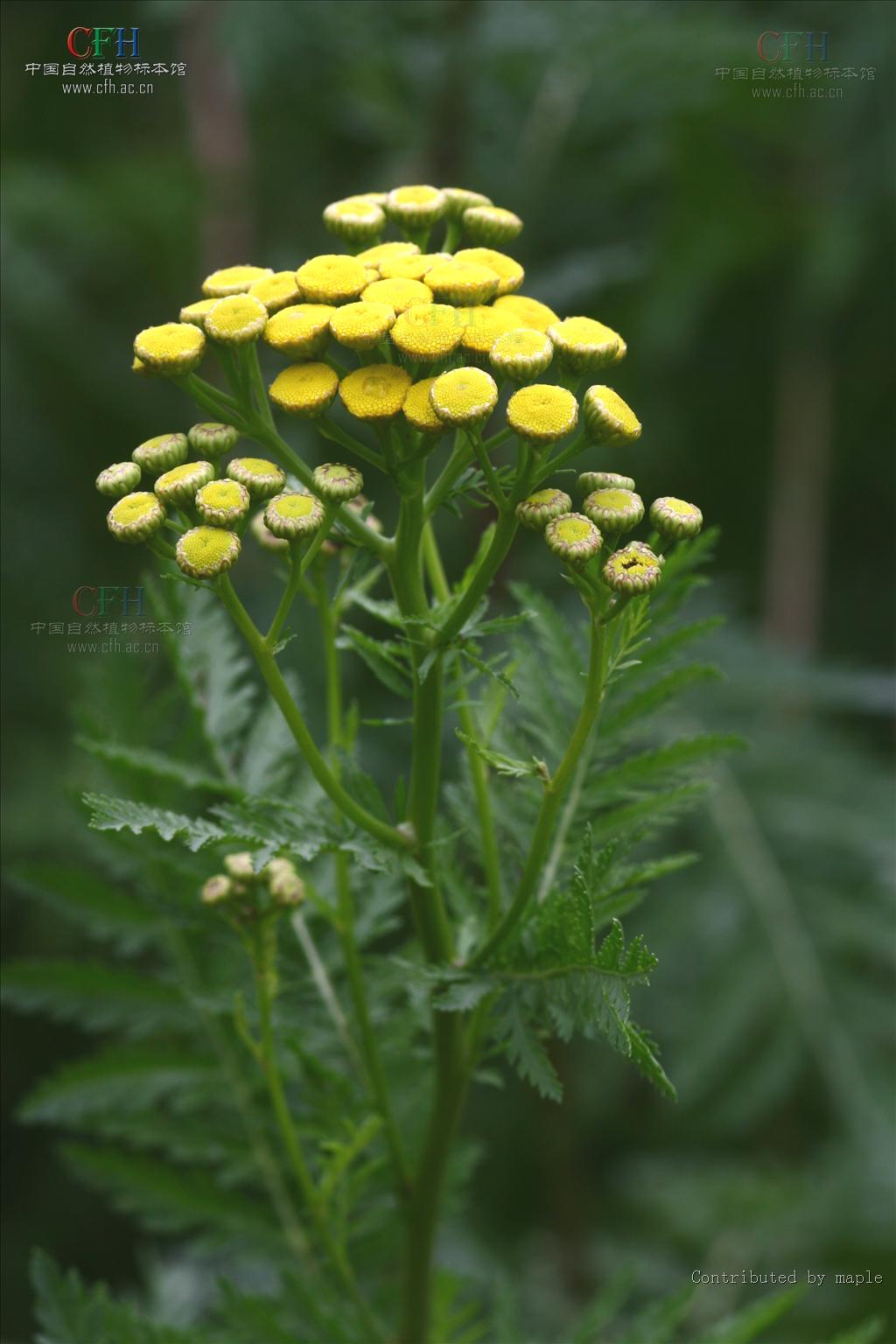  p>菊蒿是菊科, a href="#" data-lemmaid="3816315">菊蒿属 /a> a