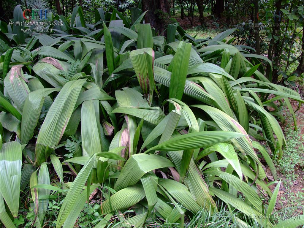  p>仙茅属的植物为 a target="_blank" href="/item/多年生草本