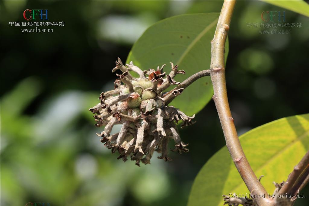  p>白结香(拉丁文名:edgeworthia albiflora nakai) 为 a target="