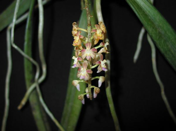  p>大叶隔距兰(学名: i>cleisostoma racemiferum /i> (lindl.