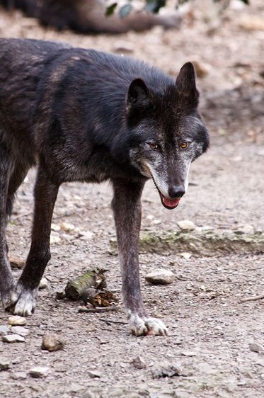  p>东部森林狼(学名:canis lupus lycaon)是灰狼的亚种之一,具有各种