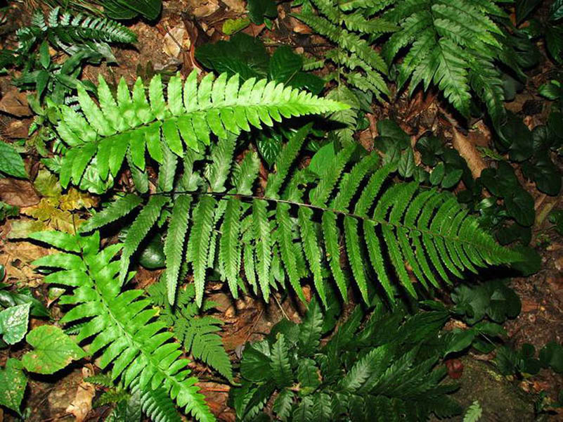  p>薄叶碗蕨是碗蕨属下一种植物,植株高达2米.