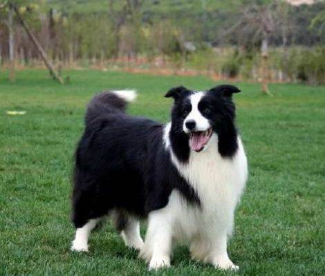 大型犬的饲养方法 百度百科