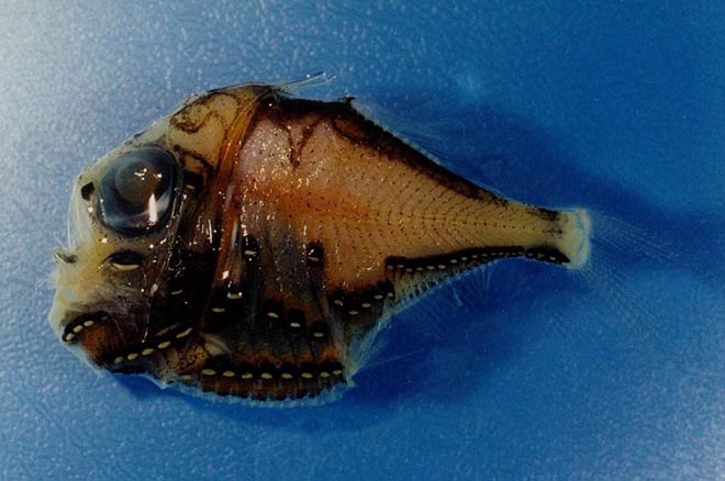  p>烛光鱼是 a href="#" data-lemmaid="1195405">硬骨鱼纲 /a>, a