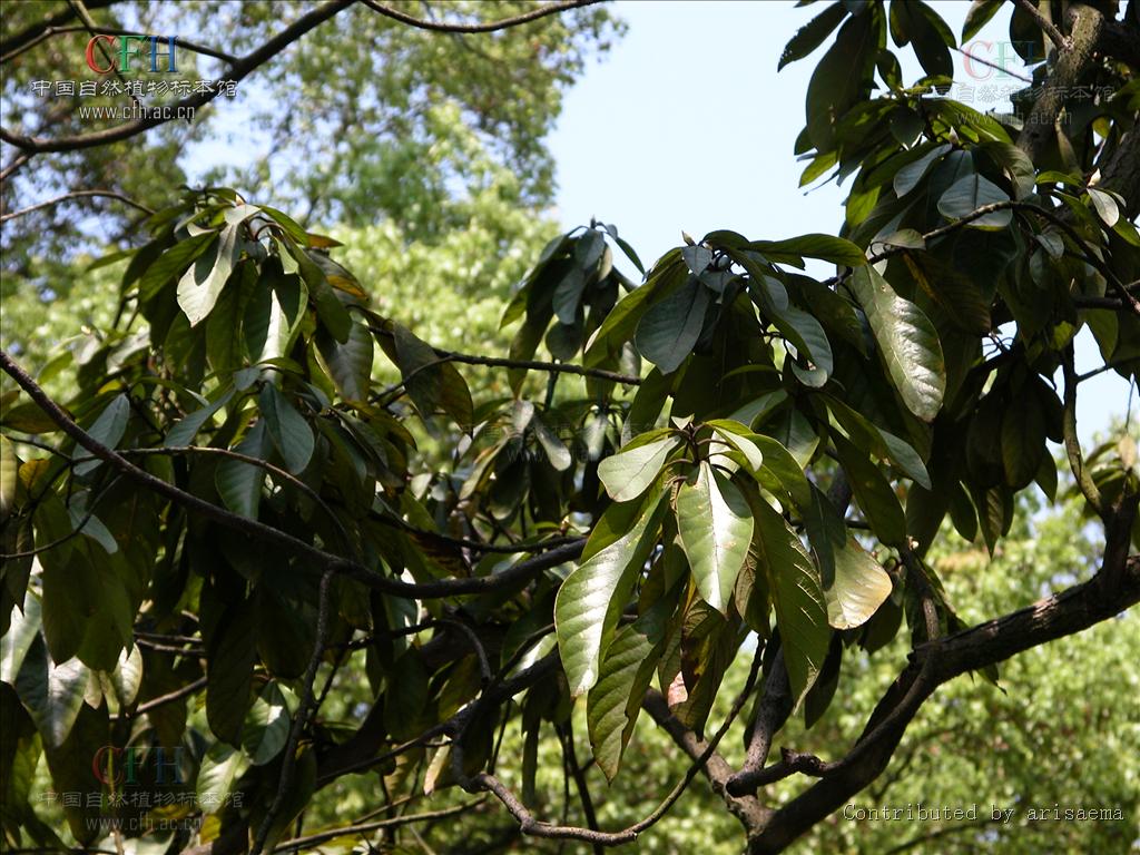  p>浙江楠,是樟科桢楠属植物,属于 a target="_blank" href="/item/渐