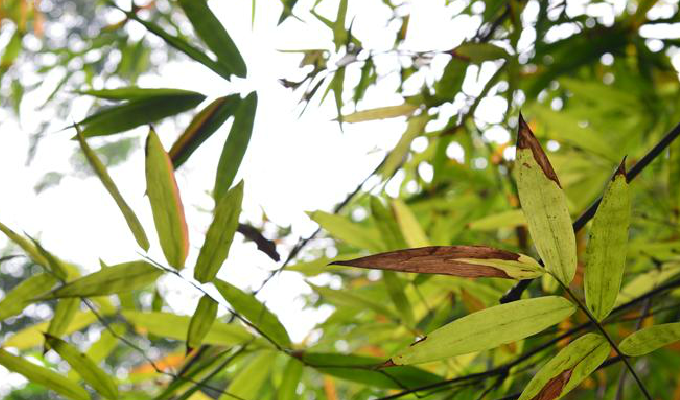  p>黄麻竹(学名: i>dendrocalamopsis stenoaurita /i> (w. t.