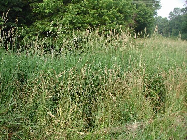 是禾本科,羊茅属多年生 a target="_blank" href="/item/草本/541696