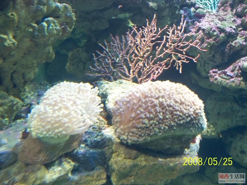  p>扁吻光尾鲨, a href="#" data-lemmaid="8074290">学名 /a>: i>