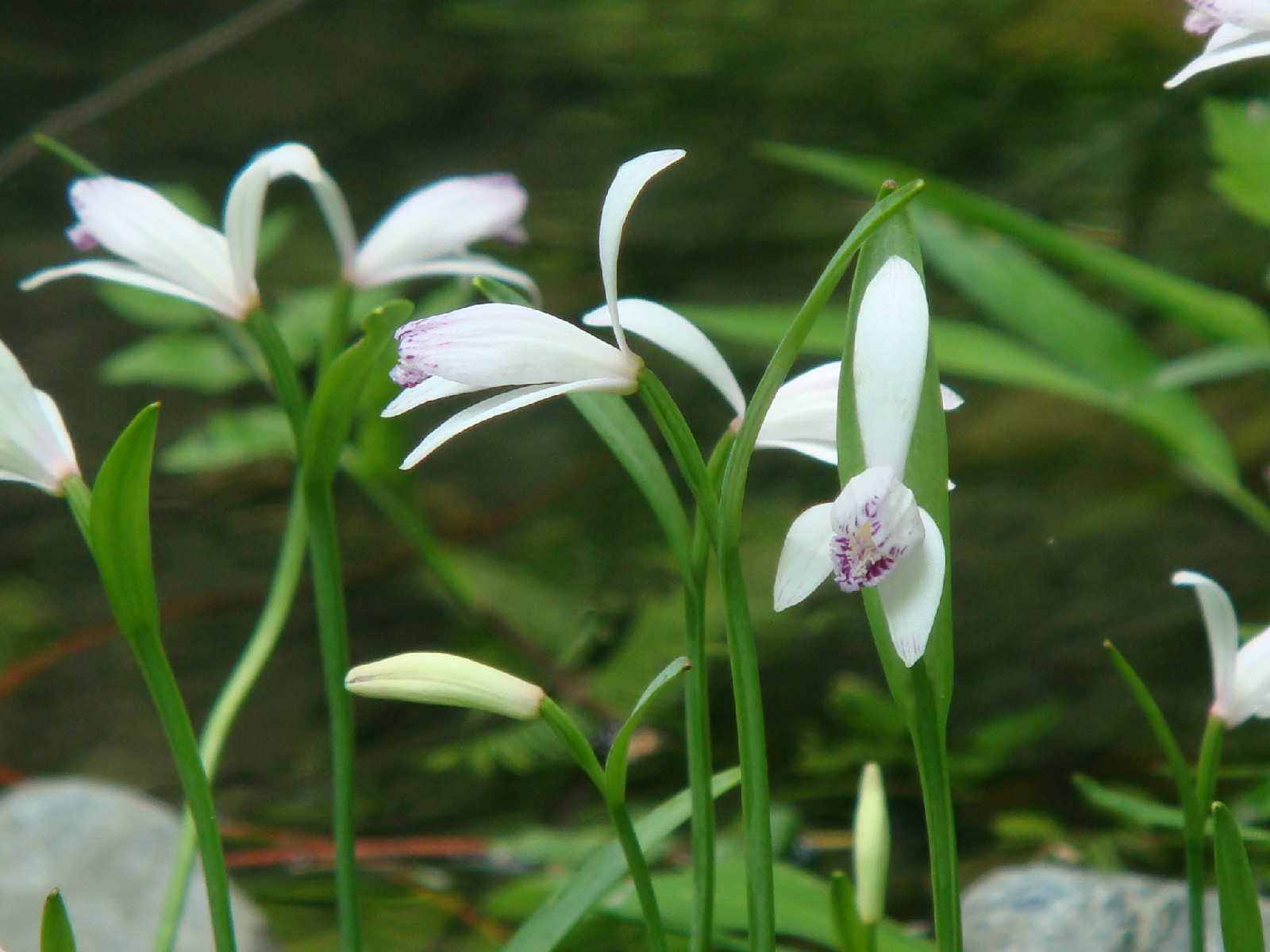 是兰科朱兰属多年生草本植物.