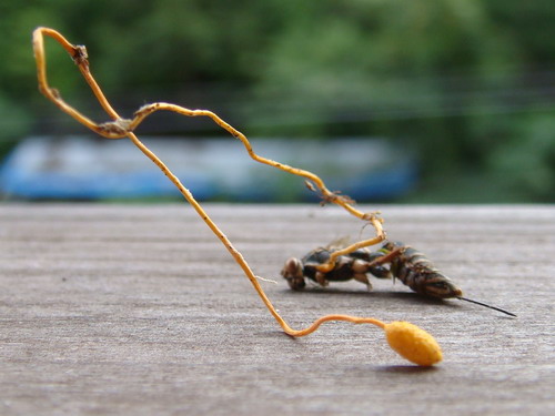  p>蜂头虫草是麦角茵科的一种 a href="#" data-lemmaid="324384">