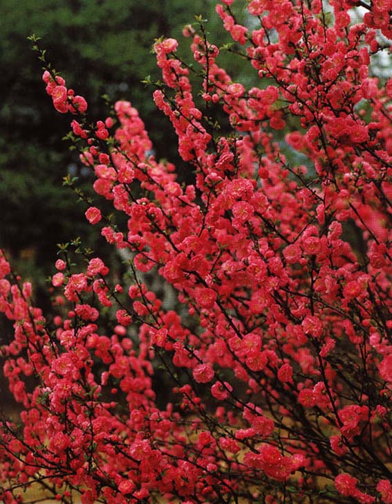  p data-id="gnbwbk5dh8">紫叶桃,别名紫叶碧桃,系桃树的变种,其基本