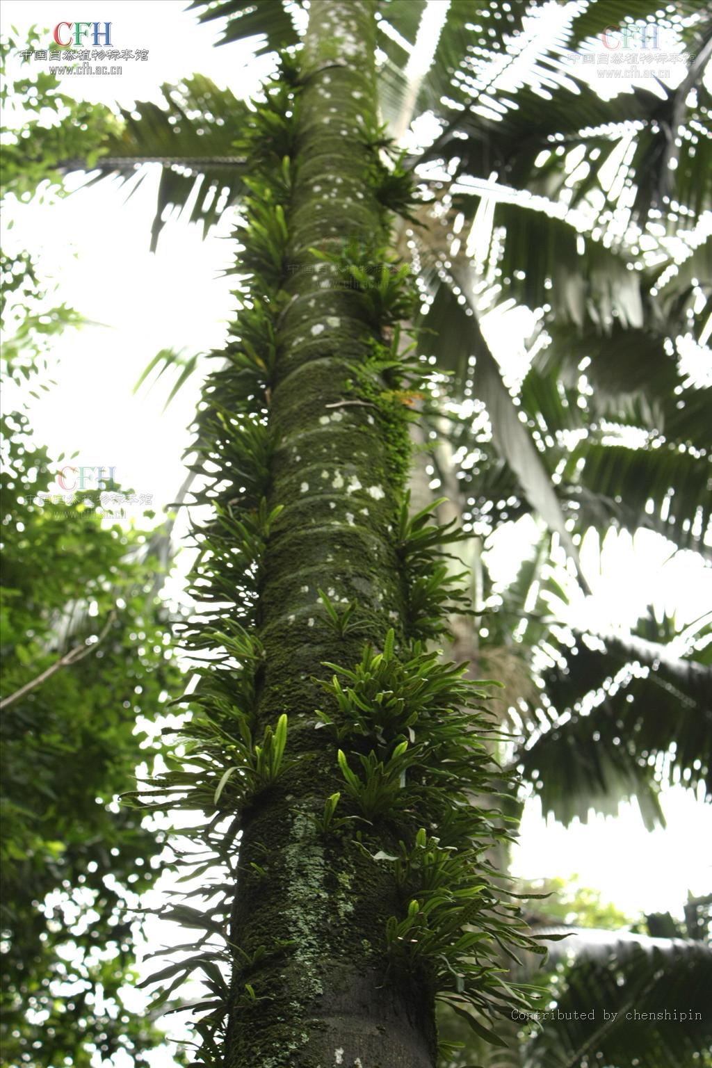  p> b>扭瓦韦 /b>(学名: i> b>lepisorus contortus /b> /i>)为水龙