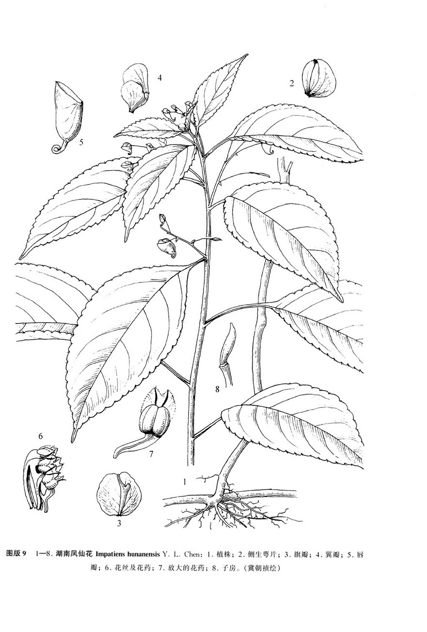  a target="_blank" href="/item/凤仙花科/4867964" data-lemmaid="