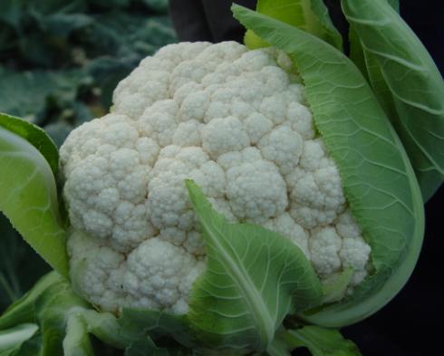 荷兰春早花椰菜