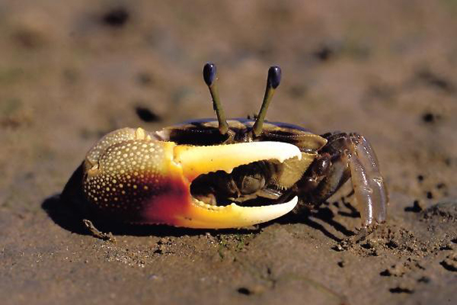 orange-clawed fiddler crab