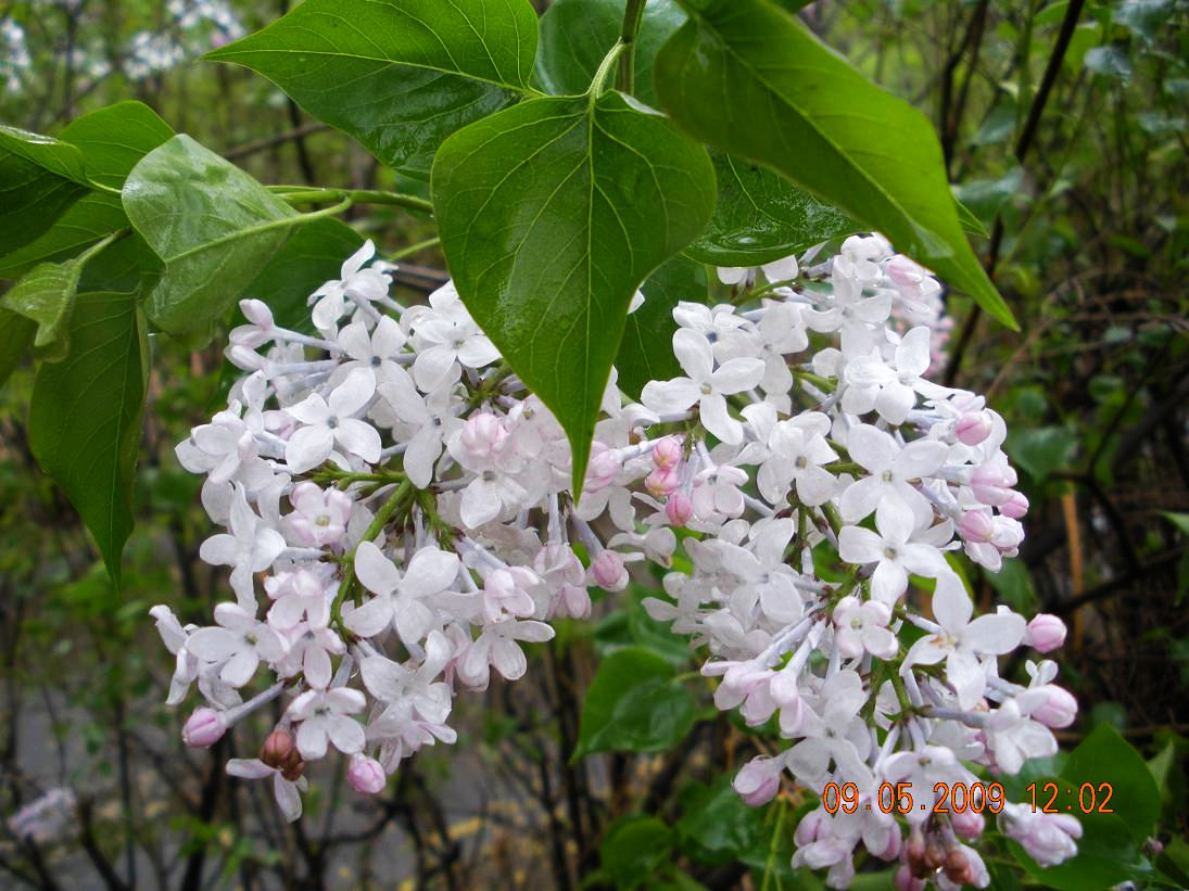 管状花冠