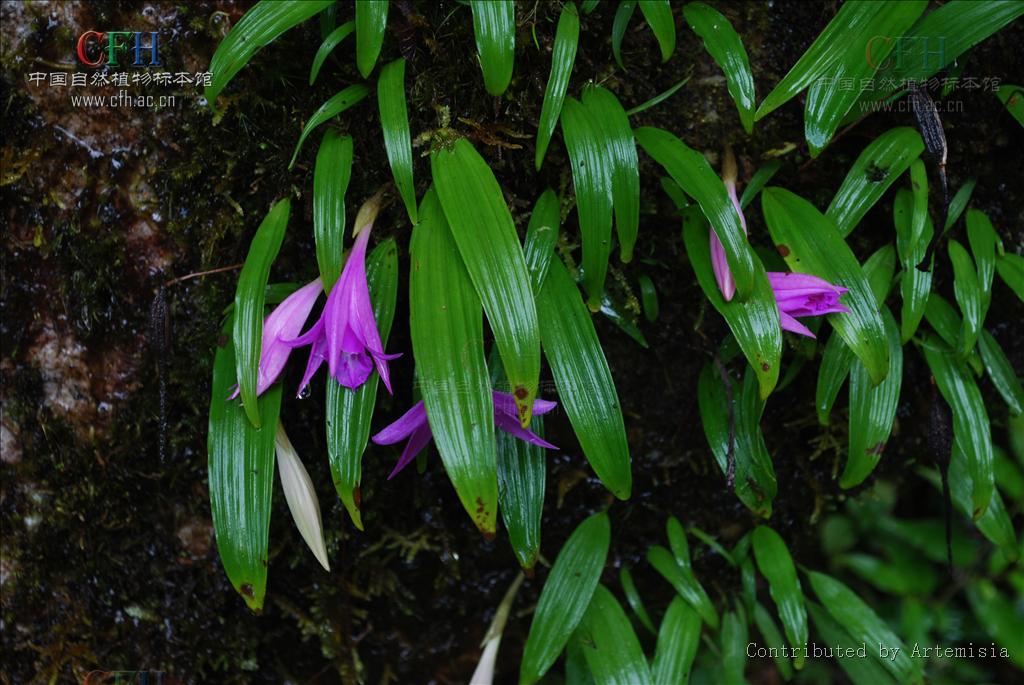  p>独蒜兰属(学名:pleione d.