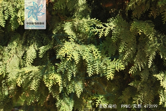  p>美国扁柏(学名: i>chamaecyparis lawsoniana /i> (a. murr.