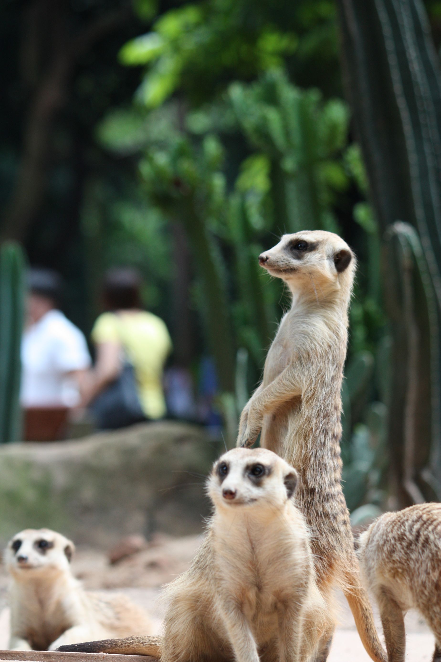  p>獴科(herpestidae)指的是 a href="#" data-lemmaid="3516708">