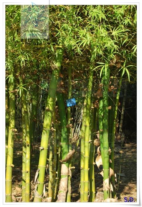 刺竹无性系01_百度百科