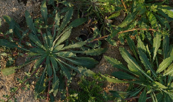  p>裂叶月见草,拉丁文名:oenothera laciniata hill.