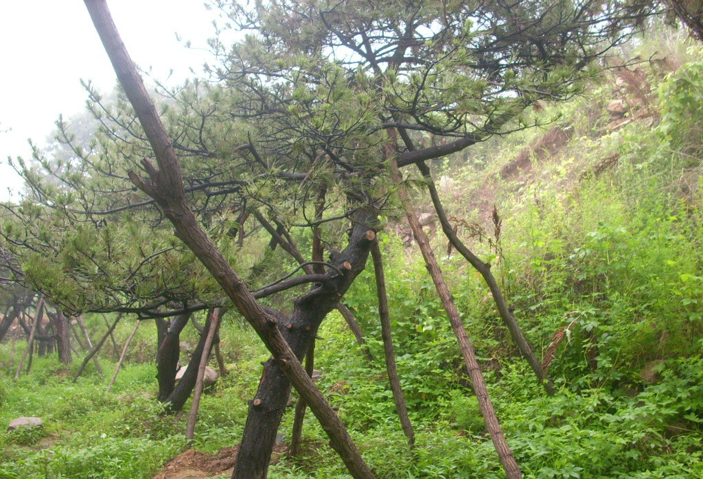  p>西黄松(学名: i>pinus ponderosa /i> dougl. ex laws.