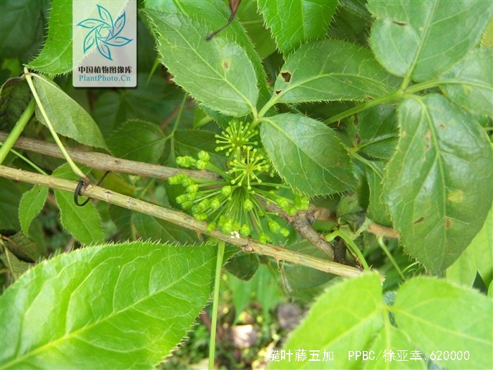  p>糙叶藤五加(学名: i>eleutherococcus /i>  i>leucorrhizus /i>