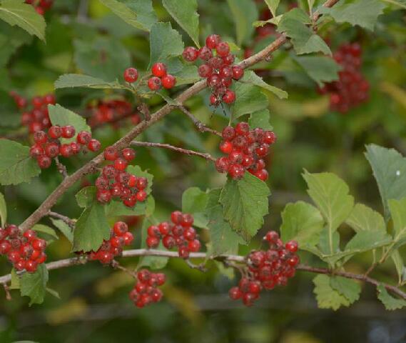  p>毛山楂(学名: i> /i> i>crataegus maximowiczii /i> c. k.