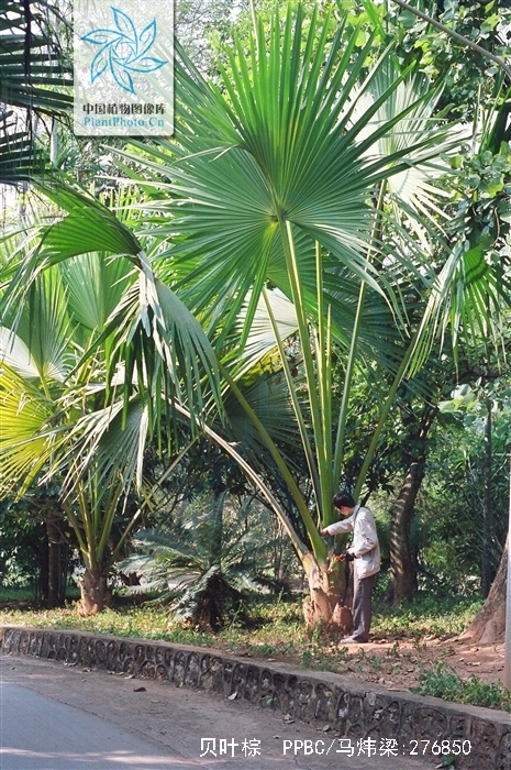  p>贝叶棕(学名: i>corypha umbraculifera /i> l.